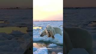 Before & After Animals Growing Up. Amazing Animal Transformation #short #tiktok #animals # viral