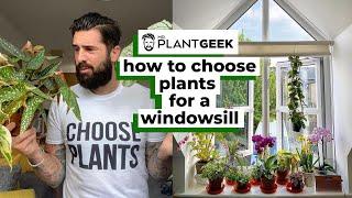 How to choose plants for a windowsill | Mr Plant Geek