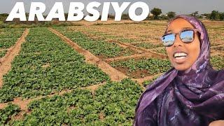 FARM TOUR IN ARABSIYO TOWN 45mins outside of Hargeisa Somaliland 2025