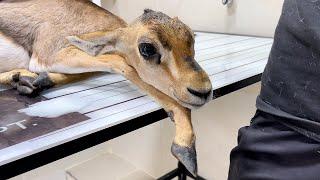 A pregnant deer was run over - Vet Rami Awwad