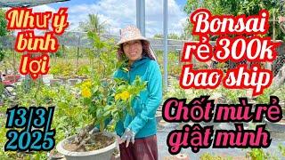 13/3/2025️0985815710 Lanh mai vàng mai ghép bonsai giá rẻ trồng líp 1 cây bao siph còn ít xã hết