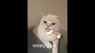 #cat #고양이 #daily #funny #인싸 #동영상 #브리티쉬숏헤어 #사랑 #집사 #해운대