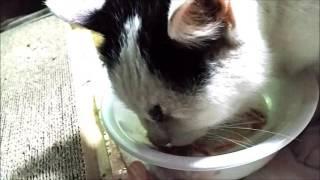 Nacchan, ate soup at breakneck speed／なっちゃん、猛スピードでスープを食べた／Nacchan, ăn súp tốc độ chóng mặt