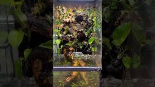 Paludarium Background #everevolvingexotics #paludarium #reptileshop #frogs #bioactive #zoomed #fish