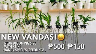 NEW VANDA ORCHIDS FROM PURIFICACION ORCHIDS PHILIPPINES | Cheapest Vanda | Vanda Orchid Species