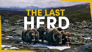 The Last Muskox in Sweden are Dying Out - here's how we can help