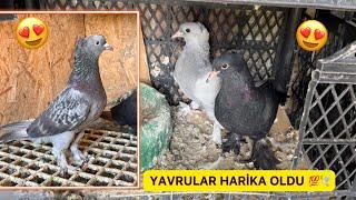 HASTA KUŞLARIN DURUMU, BALKONDAKİ BEYAZLAR & BAKICILAR DELİRTTİ  Taklacı Güvercin Oyunkuşu