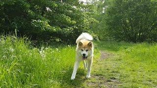 AKITA INU - My Name Is Yuki | 秋田犬