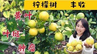 【Fruit tree】Lemon tree | pruning, pests and diseases tell from yellow leaves, variety lemon trees