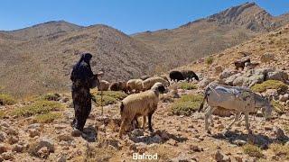 Iran nomadic life: Maryam and herding sheep, a story of perseverance in difficult paths