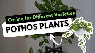 Pothos Plants: Identifying and Caring for Different Types