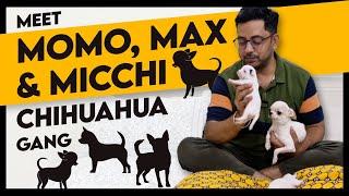 Meet Michhi, Momo, & MAX – The Adorable Chihuahua Gang of Sai Pets! 