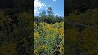 goldenrod, pollinators, and sky w mi 090224