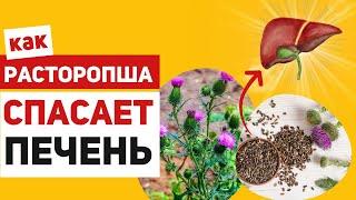 Что скрывает расторопша? Как силимарин делает печень неуязвимой для токсинов