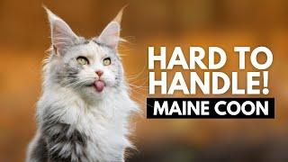 5 Reasons Most People Can’t Handle a Maine Coon Cat