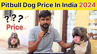 Pitbull Dog Price in India 2024 | Pitbull price in India | pitbull dog price | Pitbull dog | pitbull