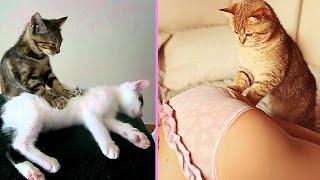 ПРИКОЛЫ С ЖИВОТНЫМИ Хитрые коты #32 Подборка смешных котов  Funny animals video