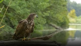 Seeadler in den Donauauen