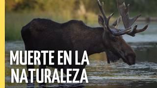 El Último Capítulo: La Vida Oculta de la Muerte Animal | Episodio Completo