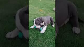 #short#dogvideo