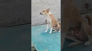 dog #barking # kutte ki awaaz