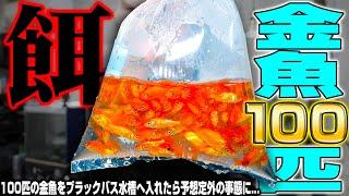 【閲覧注意】100匹の金魚を腹ペコのブラックバス水槽へ入れた結果...