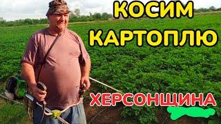 Навіщо косити картоплю, перед копанням?