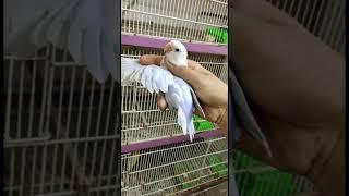 Dilute opline split pale fellow  || Rare Mutation || #birds #viral #short