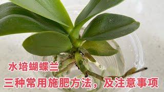 【静姐蝴蝶兰26】水培蝴蝶兰，三种常用施肥方式，以及这些方法的注意事项