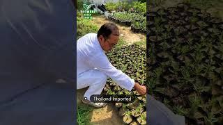 Thailand Imported Adenium Seeds  #youtubeshorts #gardening #terracegarden #adenium #shorts