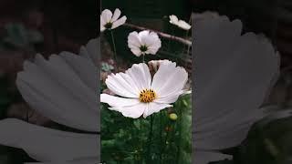 photography tips for mobile/mobile Pro mode tips #short