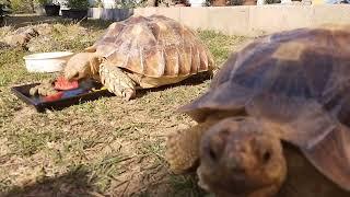 Sulcata Tortoise dinner buffet in sunny Chiang Mai