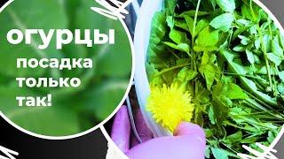 Супер способ посадки огурцов - теперь только так и сажаем!