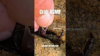 Crab ASMR | MrCrabGuy ASMR Series #shorts