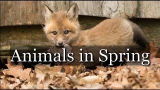 Animals In Spring
