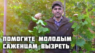 Помогите молодым саженцам вызреть! Глубока чеканка️