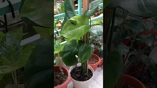 Grow Monstera Deliciosa on A Pole - Monstera Plant Care