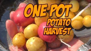 One pot potato patch harvest. You can grow potatoes at home in a bucket.