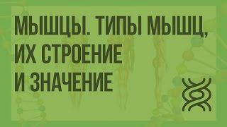 Мышцы. Типы мышц, их строение и значение. Видеоурок по биологии 8 класс