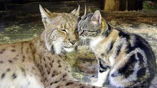 Different size and species can't stop these cats from being best friends