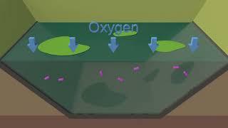 How Does a Lagoon Treat Wastewater?