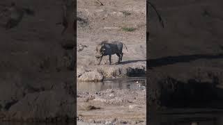 Thirsty warthog drinking from waterhole #warthog #waterhole #thirsty #hawi #nature #wildlife HA57763