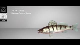 Fishing Planet - Akhtuba River - Trophy - Volga Zander - Spin