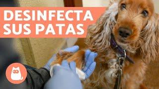 Cómo LIMPIAR las PATAS de tu PERRO después de PASEAR 