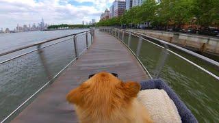 Dog's Bicycle Ride Hoboken New Jersey USA