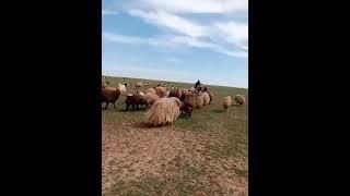 اشتركو بقناتي مربي الاغنام غنم جبل مشاءالله تبارك الرحمن مرياع #animal