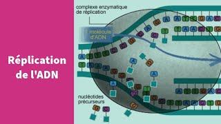 La réplication de l'ADN - Première Spécialité SVT