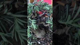 Bonsai nhiều loại giá rẻ xem full  clip️️