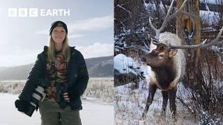 Top Tips For Photographing Yellowstone's Incredible Wildlife | BBC Earth