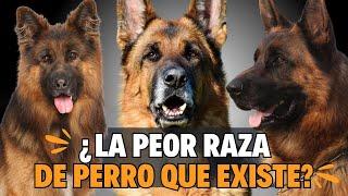 PASTOR ALEMÁN: EL PEOR PERRO QUE EXISTE